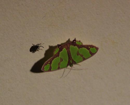 Agathia prasinaspis